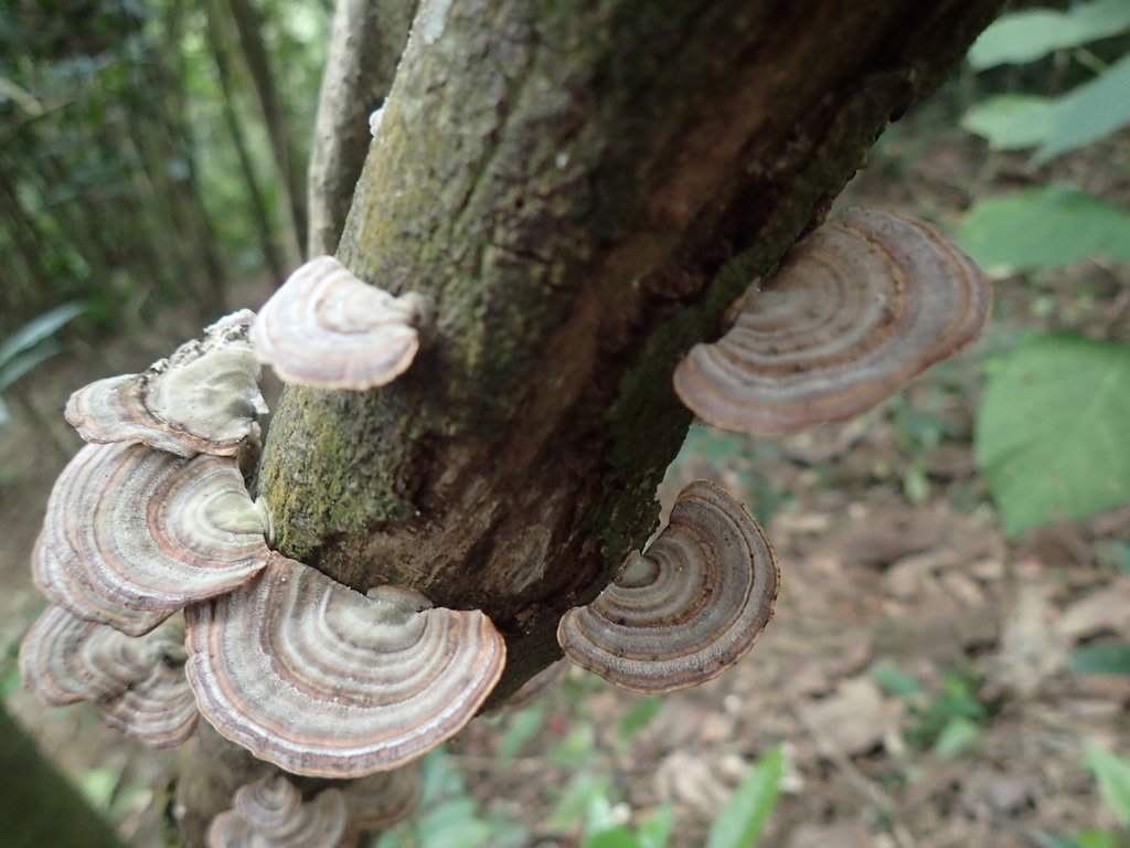 P3160043.JPG - 汐止  柯子林山  如意湖