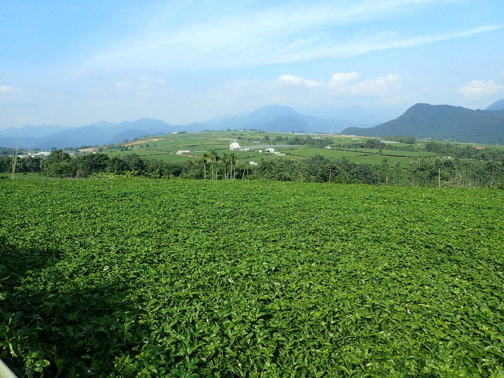 PA282144.JPG - 埔里  大坪頂  百香果園