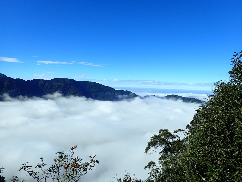 PC055891.JPG - 鹿谷  溪頭  南鳳凰山