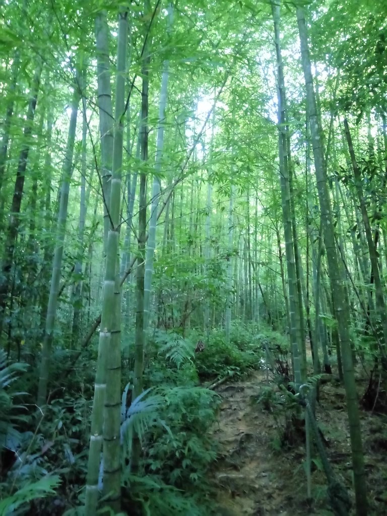 DSC_3748.JPG - 魚池  水社大山