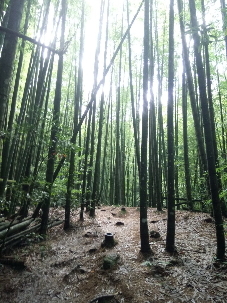 DSC_5237.JPG - 台中和平  長壽山登山步道  (中)