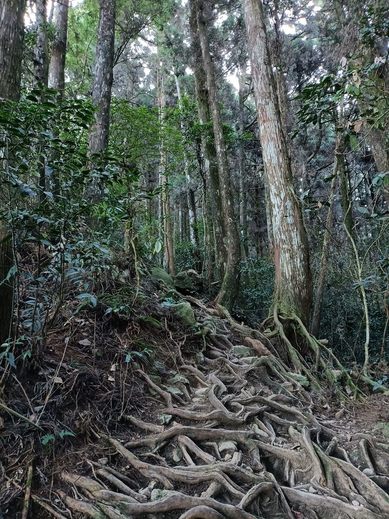 IMG20210205073538.jpg - 竹山  留龍頭  茶園風光