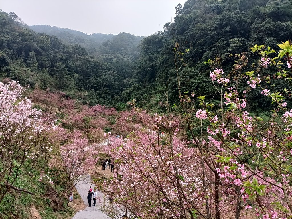 IMG20210226142828.jpg - 三峽  熊空  大熊櫻花林