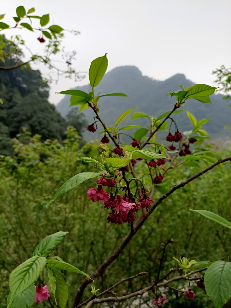 IMG20210226143706.jpg - 三峽  熊空  大熊櫻花林