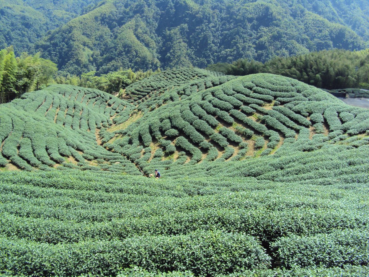 DSC07985.JPG - 竹山  軟鞍  八卦茶園