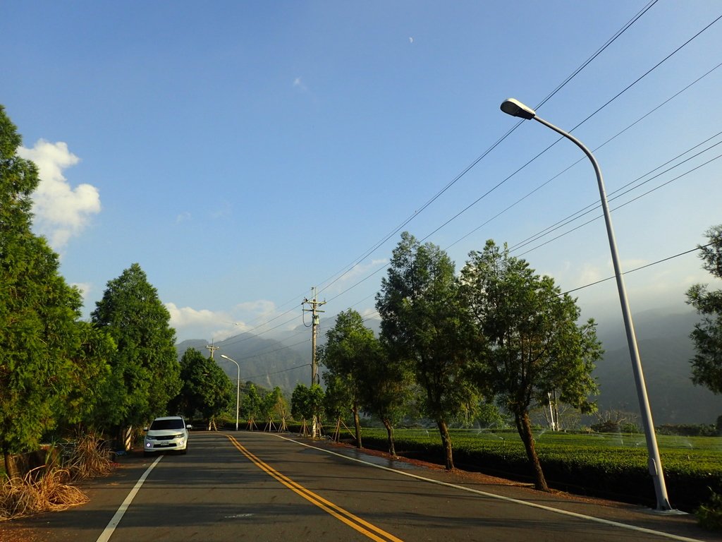 PB225367.JPG - 竹山  山坪頂茶園