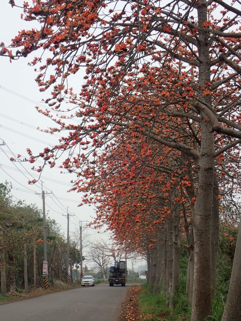 P3066349.JPG - 埤頭  東螺溪  木棉花