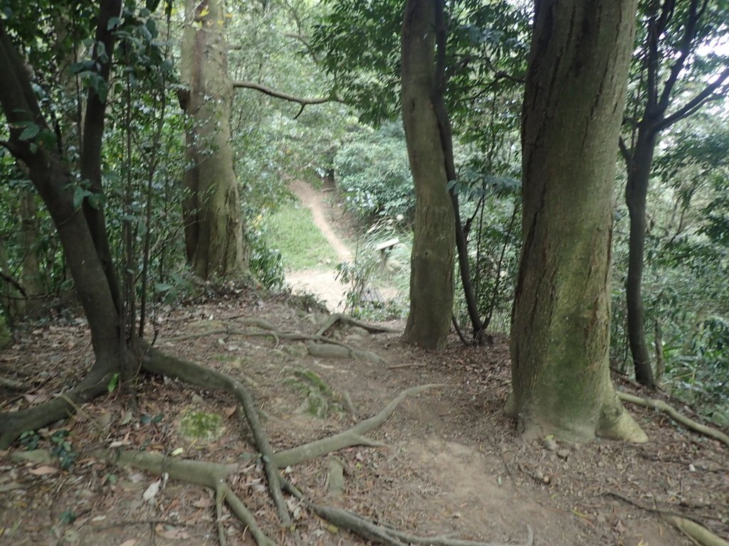 P2167982.JPG - 三峽  鳶尾山登山步道