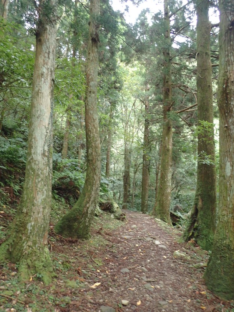 PC156039.JPG - 東眼山  東滿步道