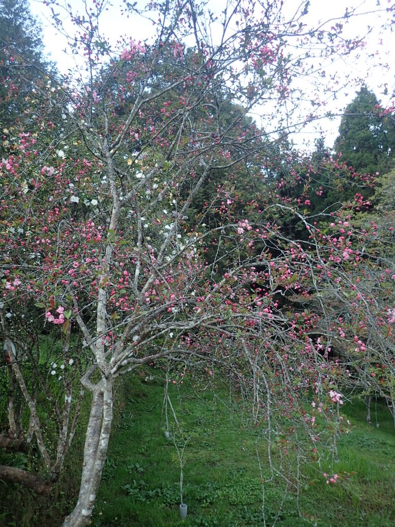 P3268022.JPG - 阿里山  沼平公園  賞櫻