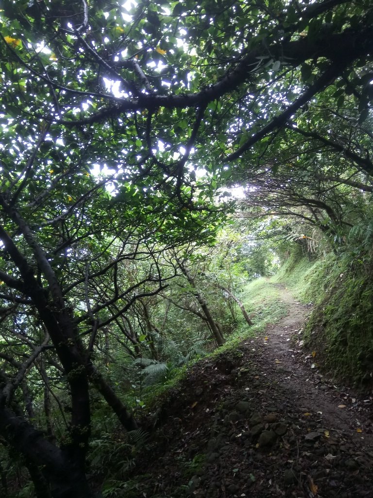 DSC_9440.JPG - 瑞芳  雞籠山登山步道