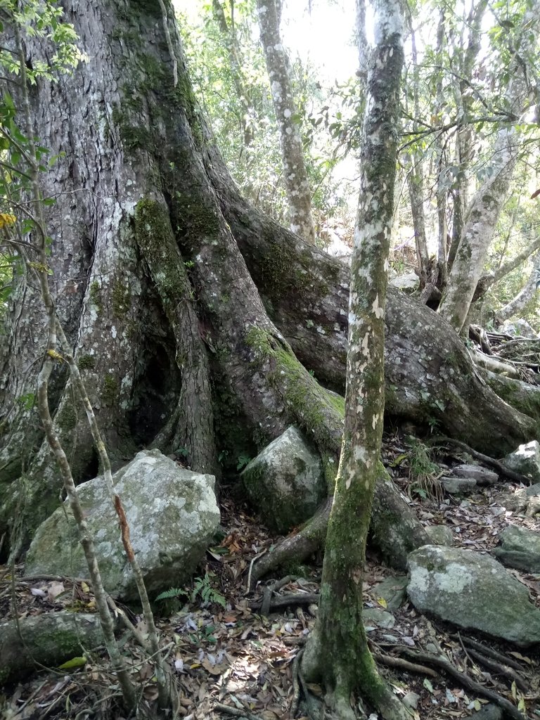 DSC_9955.JPG - 谷關  屋東縱走