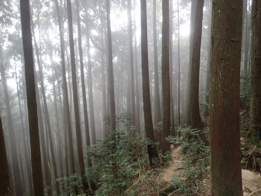 P2034947.JPG - 南庄  加里山  森林鐵道