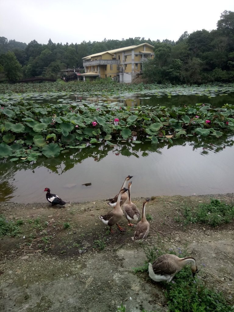 DSC_2955.JPG - 南庄  向天湖之  環湖步道