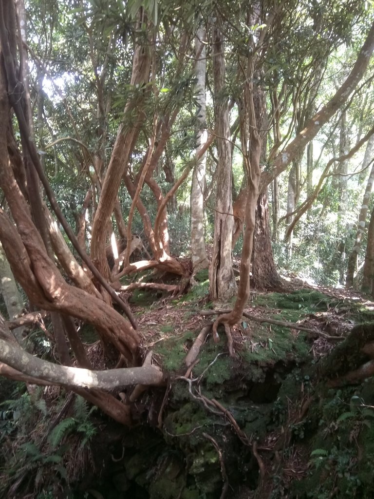 DSC_4094.JPG - 魚池  大尖山登山步道