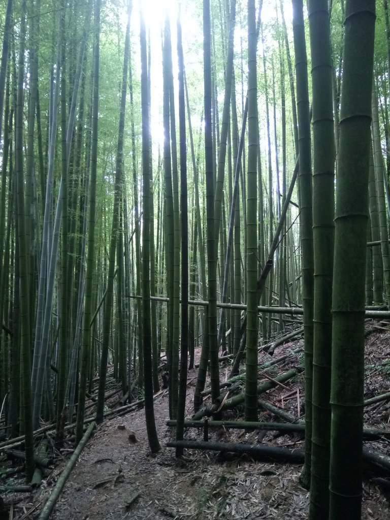 DSC_5252.JPG - 台中和平  長壽山登山步道  (中)