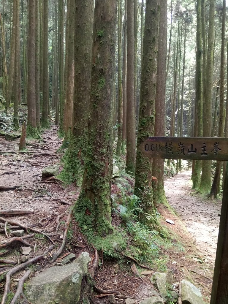 DSC_5290.JPG - 台中  和平  橫嶺山自然步道