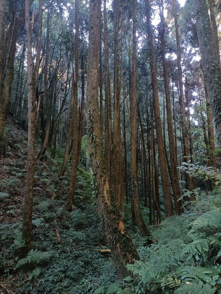 IMG20210205091409.jpg - 竹山  嶺頭山  金柑樹山