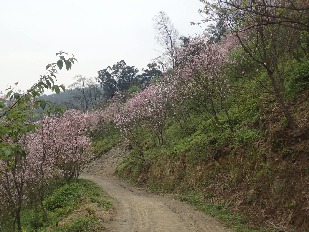 P2266683.JPG - 三峽  熊空  大熊櫻花林