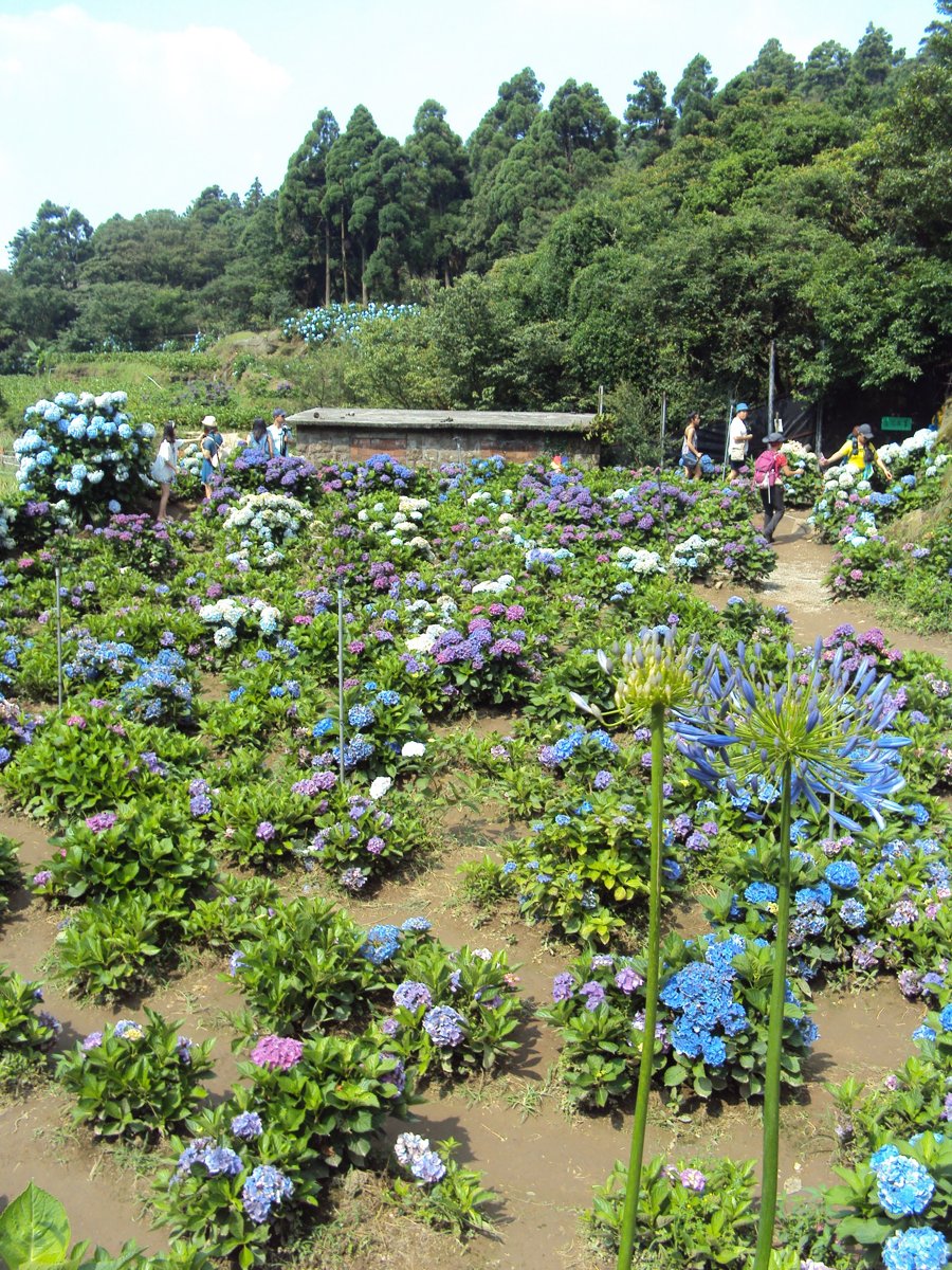 DSC08449.JPG - 水車寮  高家繡球花園