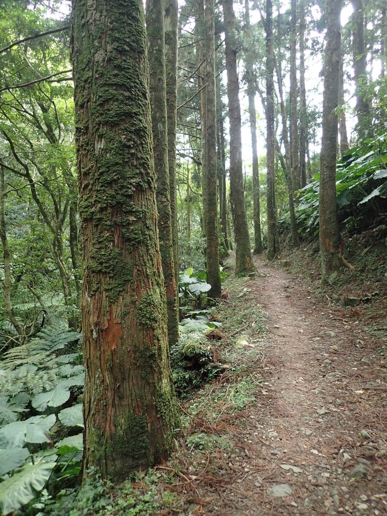 PB257612.JPG - 復興  東滿步道