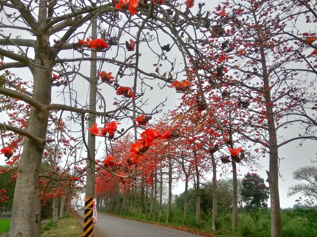 DSC_8248.JPG - 埤頭  東螺溪  木棉花