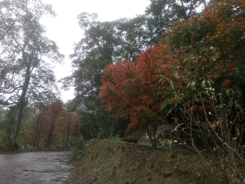 DSC_1756.JPG - 土城  承天寺  朝山步道