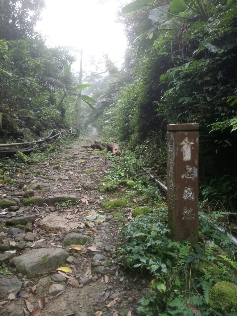 DSC_6190.JPG - 三峽  白雞山登山步道