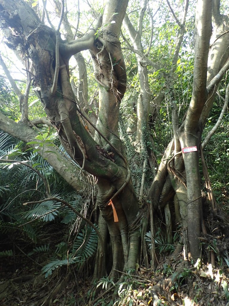 PB179514.JPG - 基隆  球子山(火號山)步道