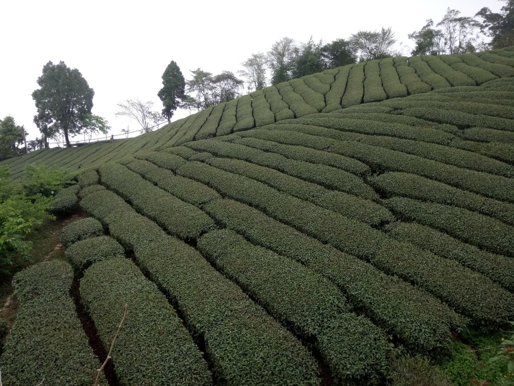 DSC_1504.JPG - 阿里山  頂石卓茶園之美