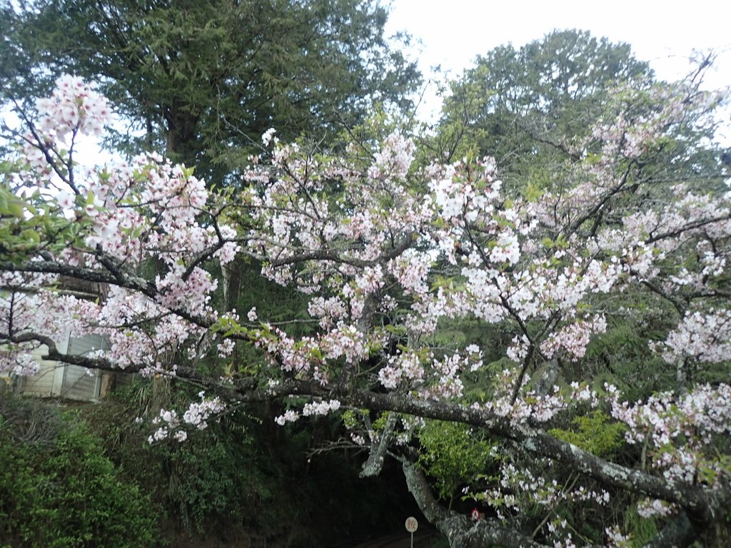 P3268026.JPG - 阿里山  沼平公園  賞櫻