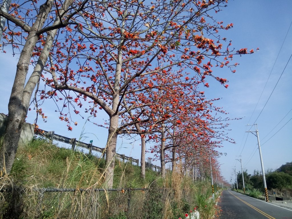 DSC_7874.JPG - 清水  大田產要道路  木棉花