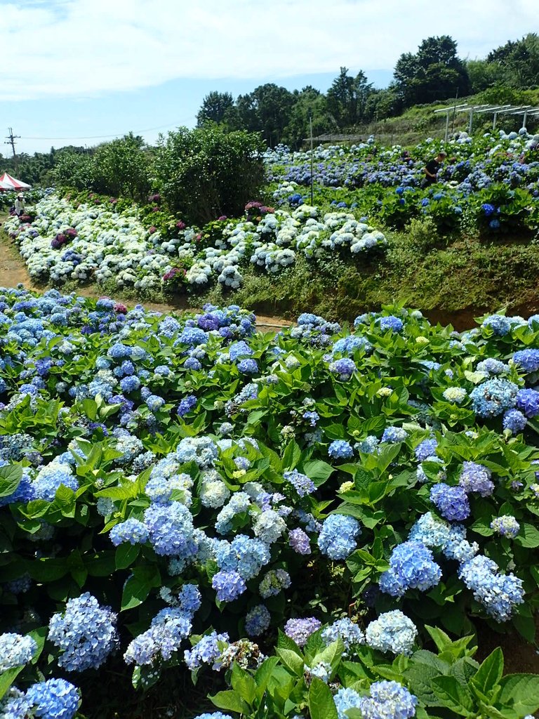 P5303943.JPG - 萬里  高家繡球花田