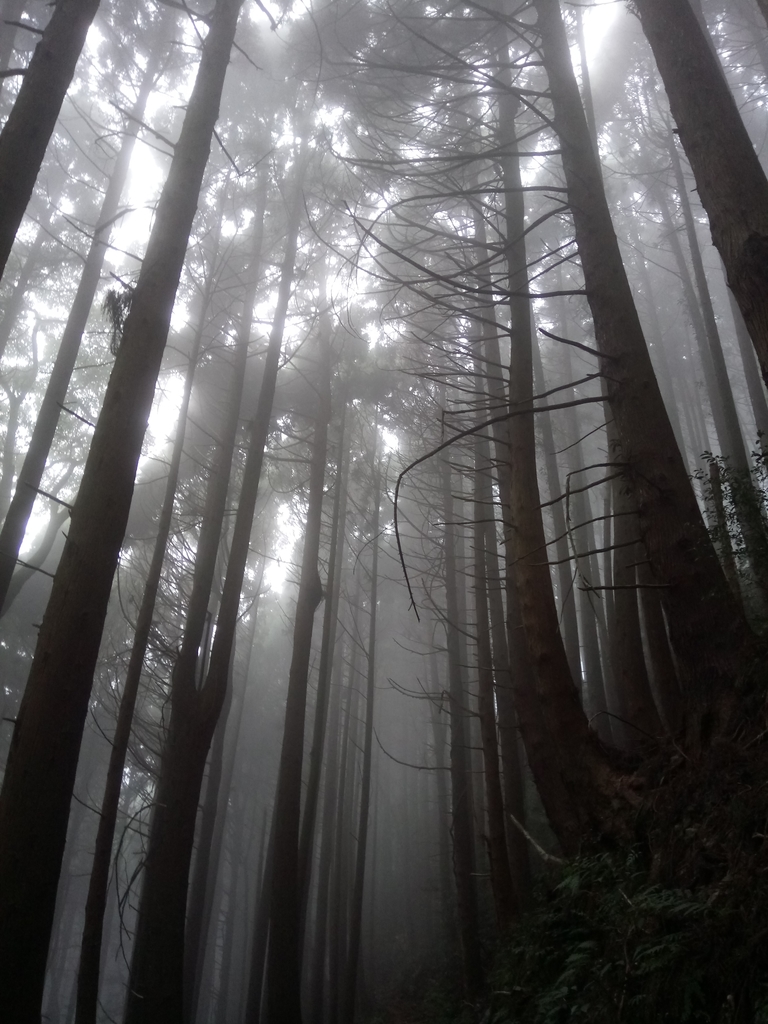 DSC_3780.JPG - 南庄  加里山  森林鐵道