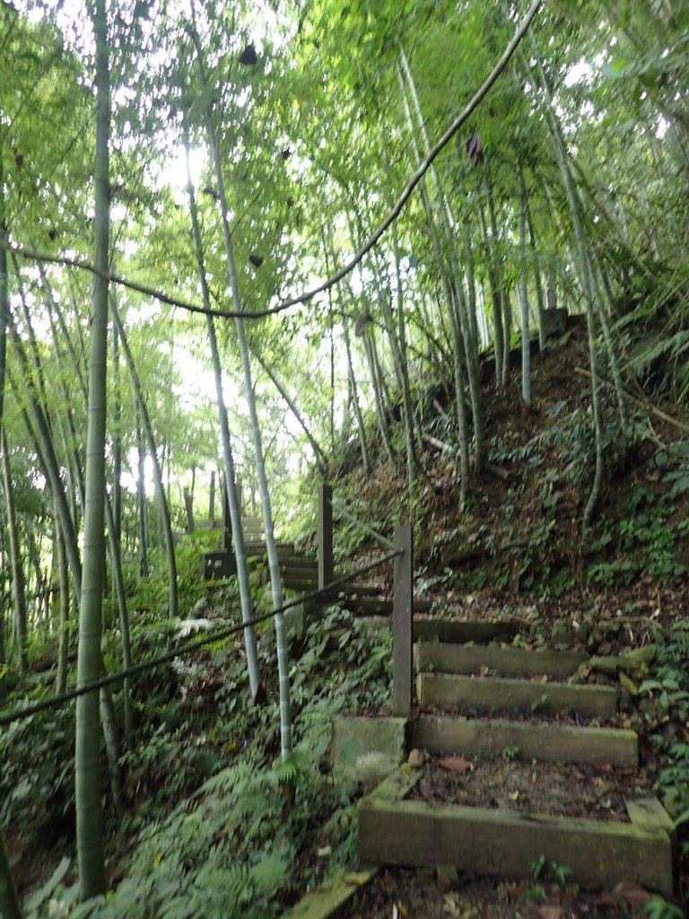 P9017416.JPG - 魚池  頭社  後尖山步道