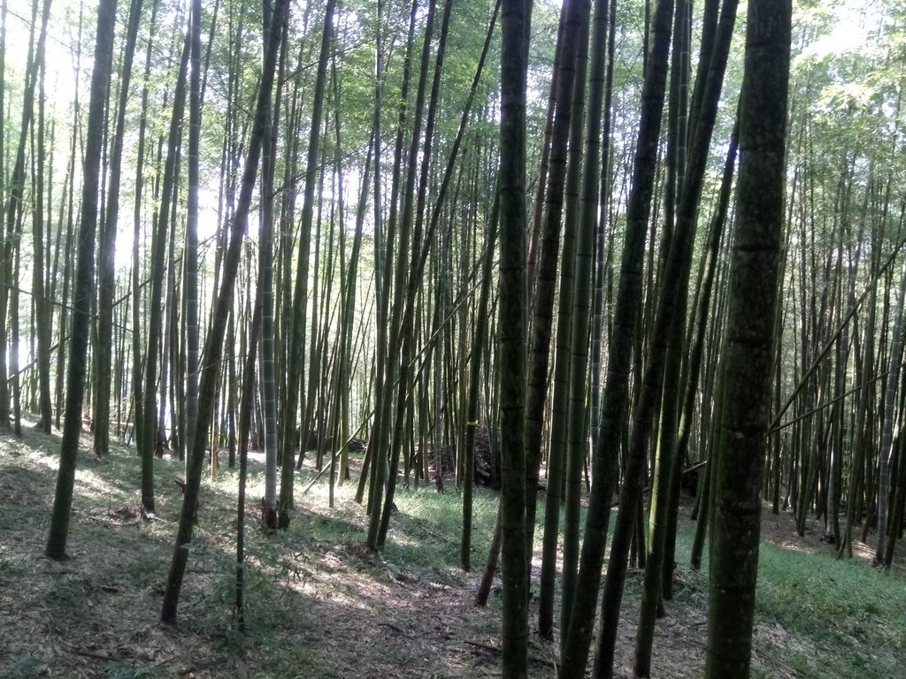 DSC_4106.JPG - 魚池  大尖山登山步道