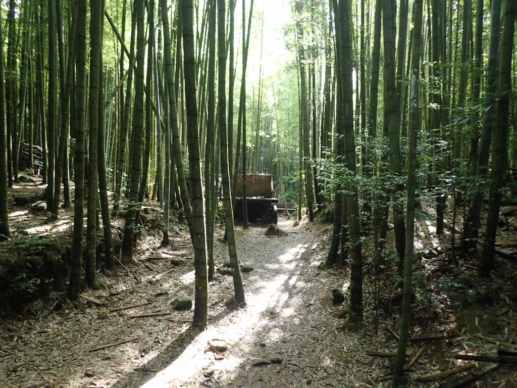 P7235839.JPG - 台中和平  長壽山登山步道  (中)