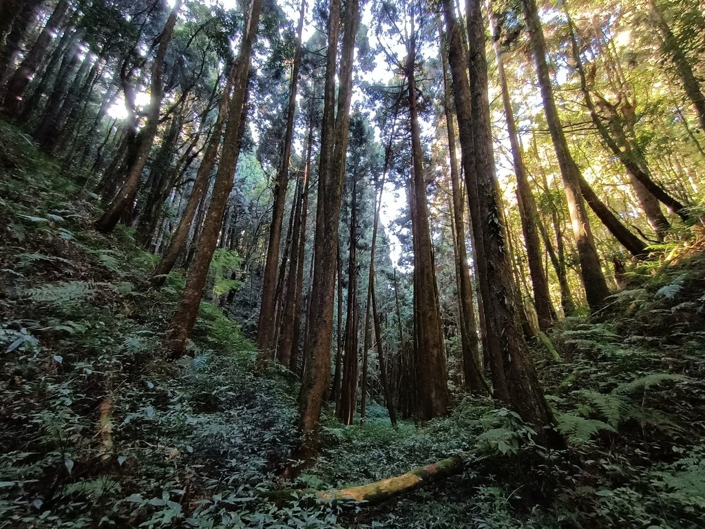 IMG20210205091433.jpg - 竹山  嶺頭山  金柑樹山