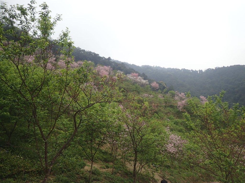 P2266687.JPG - 三峽  熊空  大熊櫻花林