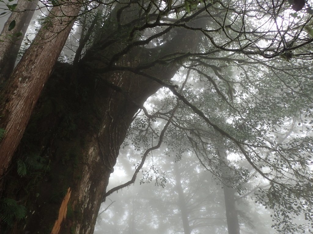 P8226809.JPG - 太平山 見晴懷古步道