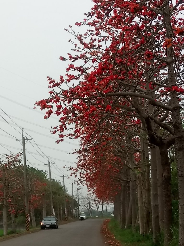 DSC_8266.JPG - 埤頭  東螺溪  木棉花