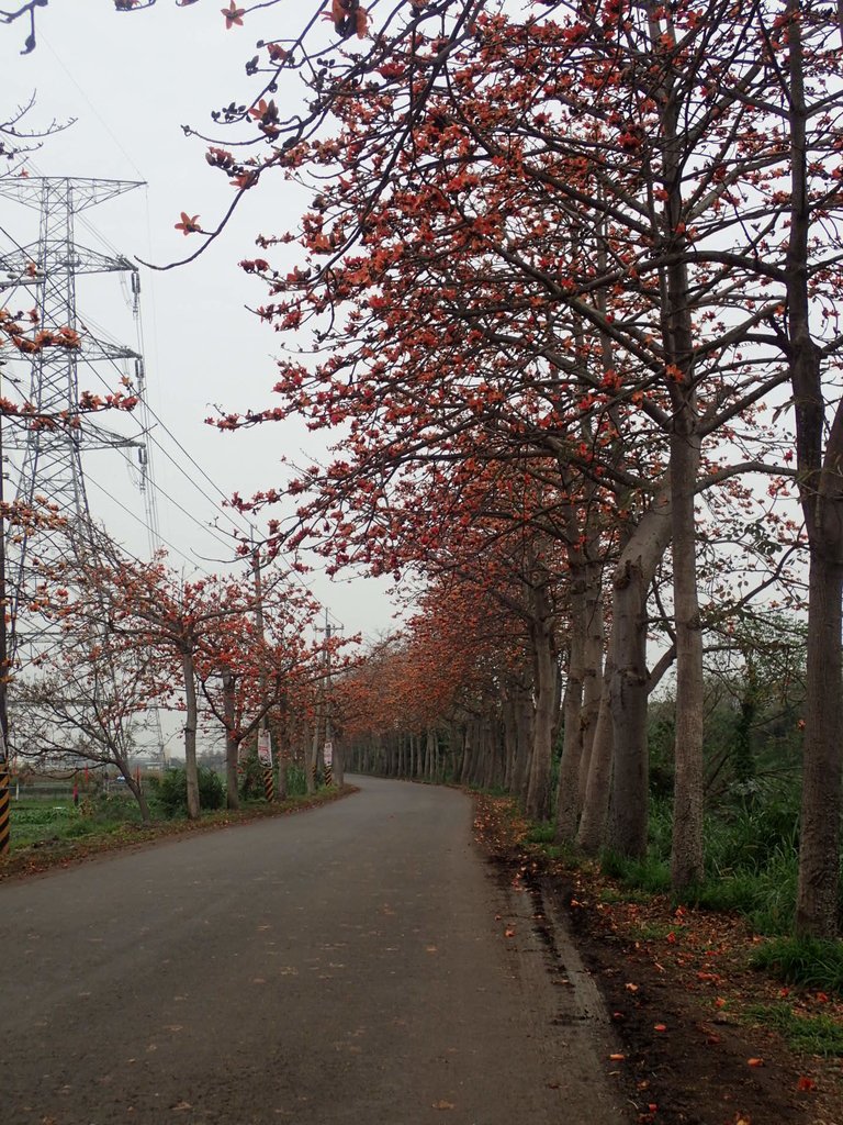 P3066376.JPG - 埤頭  東螺溪  木棉花