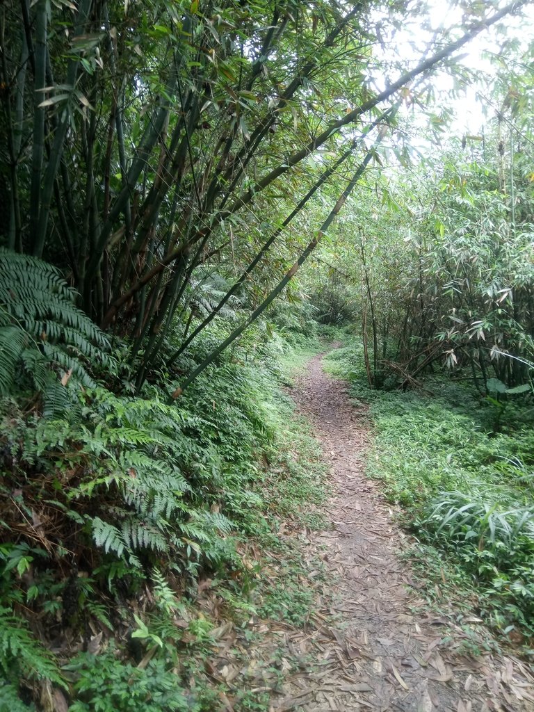 DSC_9317.JPG - 基隆  五坑山  總督嶺步道