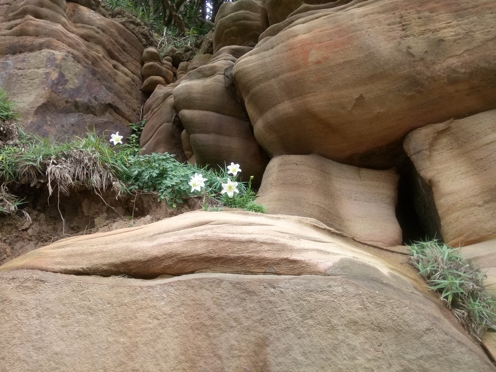 DSC_1140.JPG - 金山  燭臺雙ˊ峙 神秘海岸