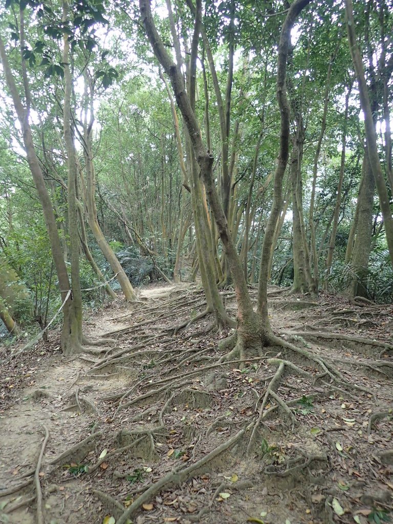 P2168000.JPG - 三峽  鳶尾山登山步道