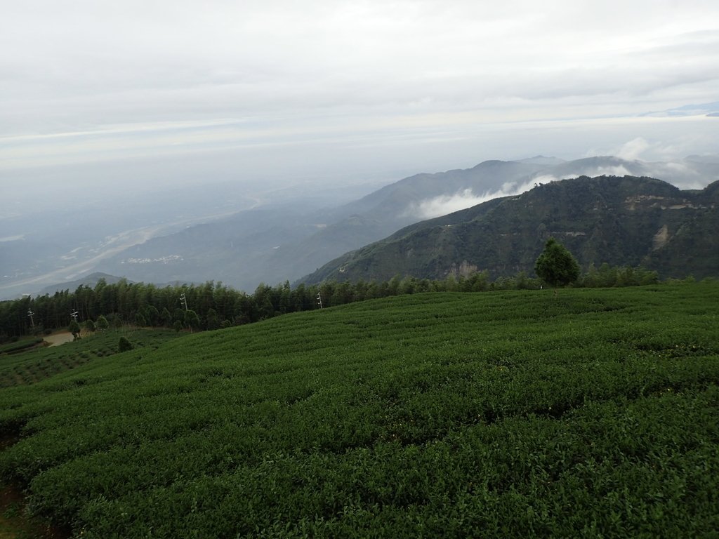 PA231828.JPG - 古坑  雲嶺之丘