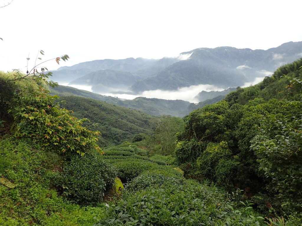 PA231776.JPG - 往三層坪途中之  茶園景致