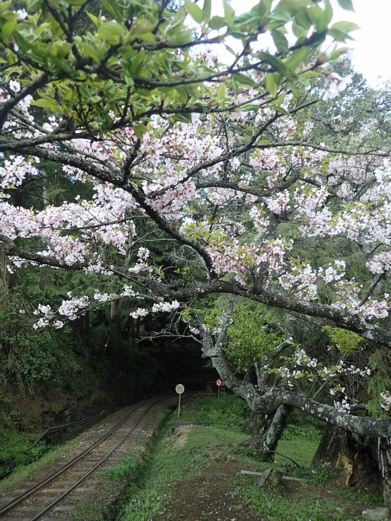 P3268029.JPG - 阿里山  沼平公園  賞櫻