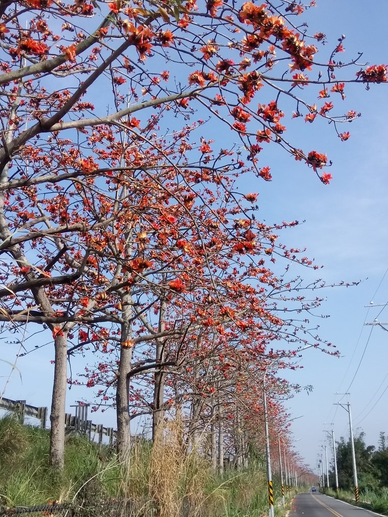 DSC_7877.JPG - 清水  大田產要道路  木棉花