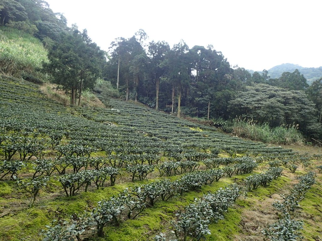 P3170424.JPG - 坪林  大湖尾茶園風光